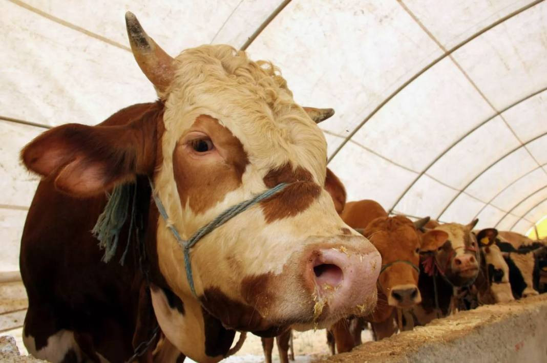 Kurban ibadetiyle ilgili doğru bilinen yanlışlar - Resim: 10